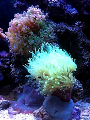Frogspawn & Neon Torch