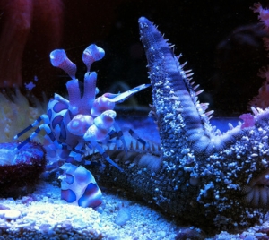 Harlequin eating SS Star