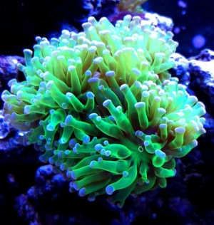 Neon Frogspawn