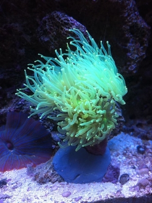 Neon Torch