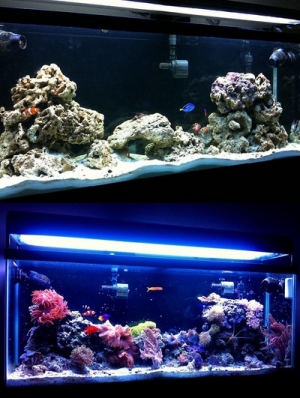FOWLR to Reef