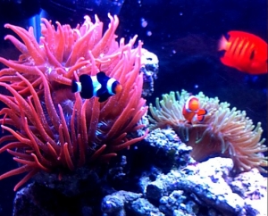 Ocellaris hosting RBTA & GBTA