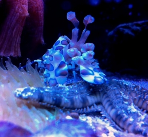 Harlequin shrimp