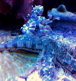 Harlequin shrimp