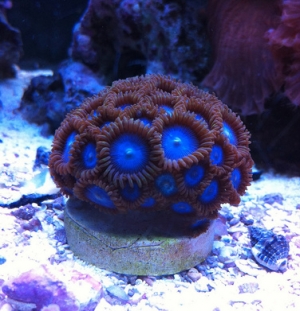 tubbs blue zoas