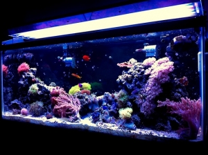 recent tank pic
