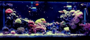 recent tank pic