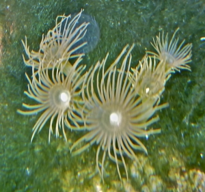 zoomed in on yellow polyps
