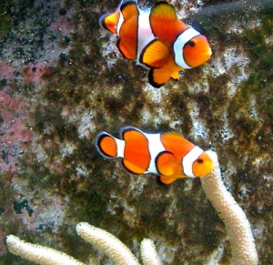 clowns