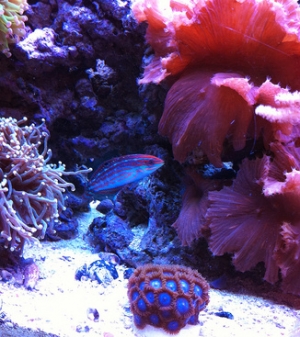 christmas wrasse