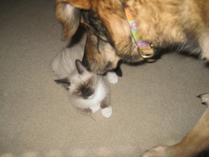 coco and jasmine