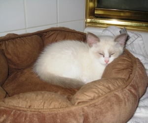casper