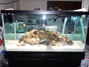 FTS before most of the coral went in