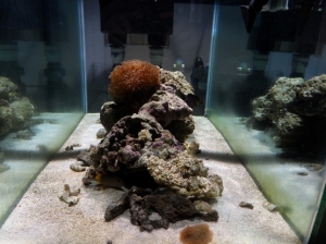 Looking long ways across the tank - lots of room on the sand for future additions . . .
