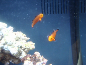 Will and grace...My daughter named all of the fish