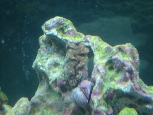 my clam