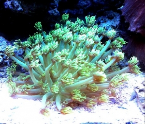 green goniopora coral