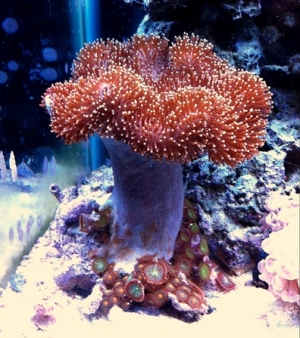 toadstool