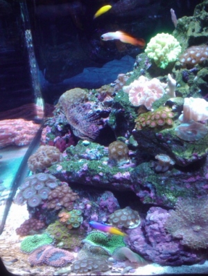 Royal Gramma, FireFish and Yellow Coris Wrasse on the reef