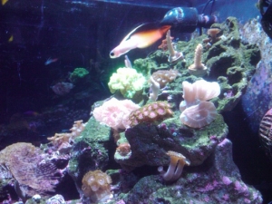 FireFish