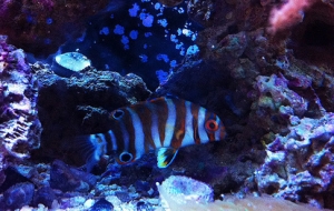 indo harlequin tusk