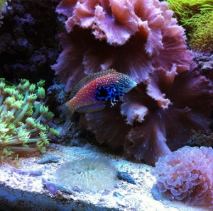 blue star leopard wrasse