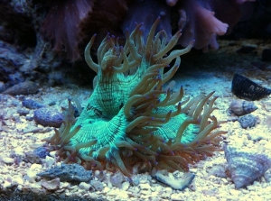elegance coral