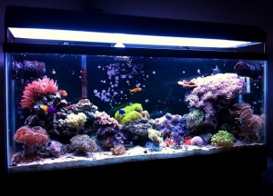 full tank shot