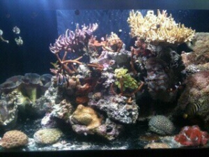 125 Gallon Tank
