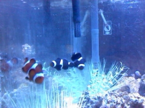 Nemo and my mated pair of black clowns-I've had these guys since the beginning :)