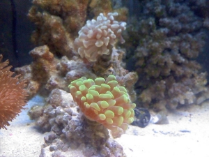 1 white & 1 green hammer coral (on the left you can see the edge of the umbrella leather coral)