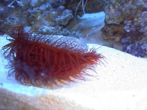 Electric Scallop - thought it was supposed to light up @ night..but I've never seen anything??