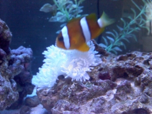 Clarkii Clown~w/ one of it's many anemones.  This was it's sebae anemone that only lasted a few months :(  This fish has been w/my other clowns since the beginning as well