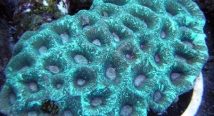 aussie honeycomb
