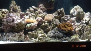 tank at one month old