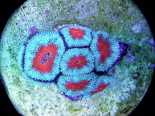 20101220 Acan