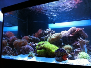corals acclimating