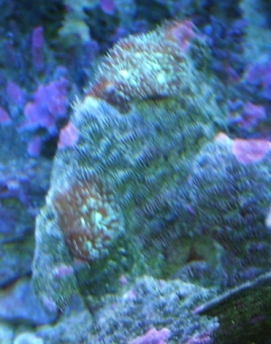 SW005