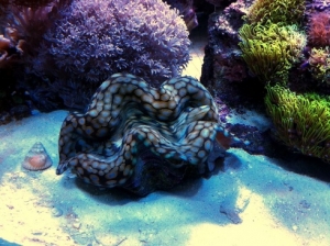new squamosa