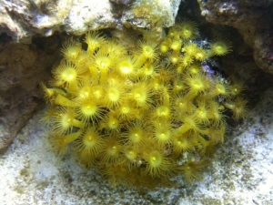 Yellow polyp