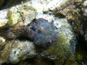 Mushroom frag
