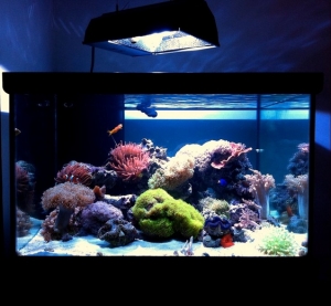 new FTS