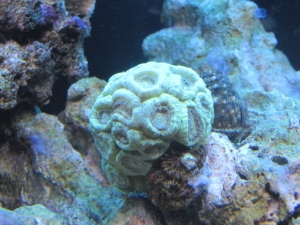candy cane..This is really getting big. It was the first coral I bought 5 years ago.