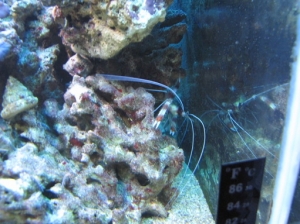 coral banded shrimp...the Bristle worm executioner.