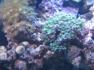 Frog spawn...doing much better.