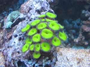 GREEN !!
