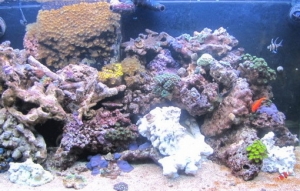 more rock..added it about 10 to 15 pounds per week.