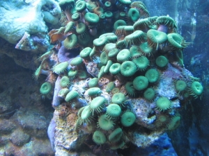 paly 2