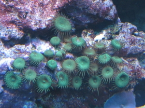 paly 1