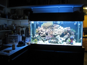 plus 50 lbs of rock..lots of room for corals now.  : )